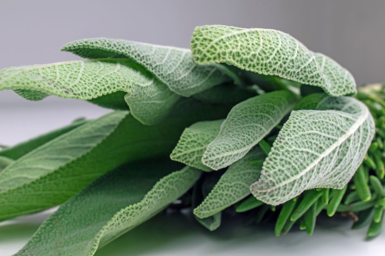 Welcome to Sage Psychology Group Detailed close-up shot of fresh sage leaves highlighting their texture. Perfect for culinary and herbal themes.