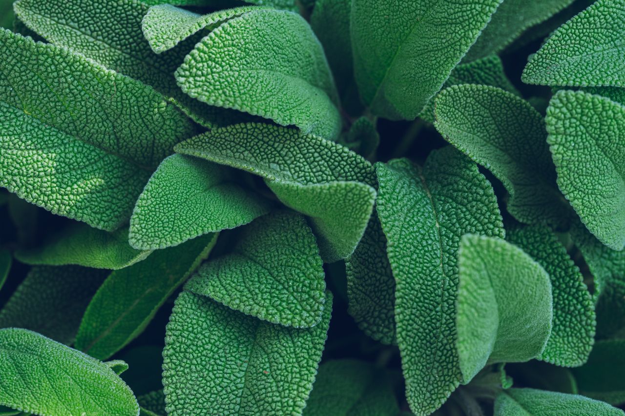 Welcome to Sage Psychology Group Vivid close-up of lush green sage leaves showcasing texture and freshness.