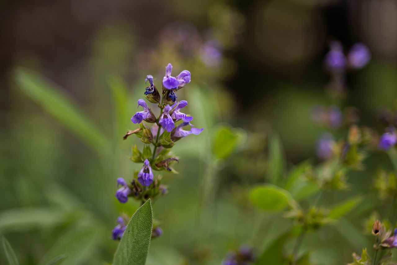 Welcome to Sage Psychology Group Vivid close-up of vibrant purple sage flowers against a blurred green background, showcasing nature's beauty.